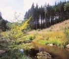Les Ardennes