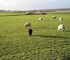 Friesland