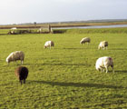 Waddeneilanden