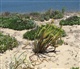 Algarve