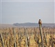 Alsace - Lorraine