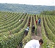 Champagne-Ardenne