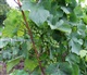 Champagne-Ardenne