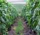 Champagne-Ardenne