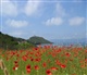 Corsica
