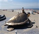 Belgische Kust