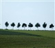 Nederlands Limburg