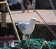 Oostende