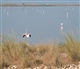 Provence - Camargue