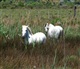 Provence - Camargue