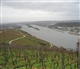 Rijn