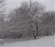 Sauerland