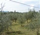 Toscane