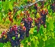 Toscane