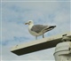 Waddeneilanden