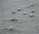Waddeneilanden