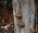 La Forêt Noire