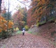 La Forêt Noire