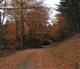 La Forêt Noire