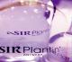 Sir Plantin