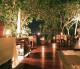 Waka Shorea