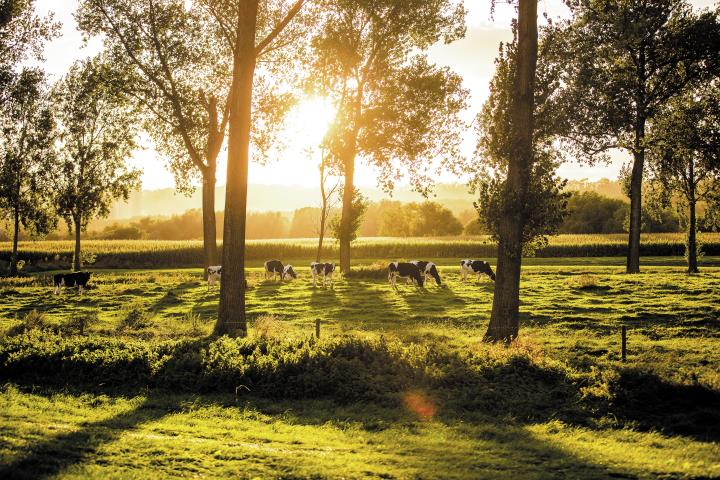 4 dagen Fletcher Château De Raay ****
