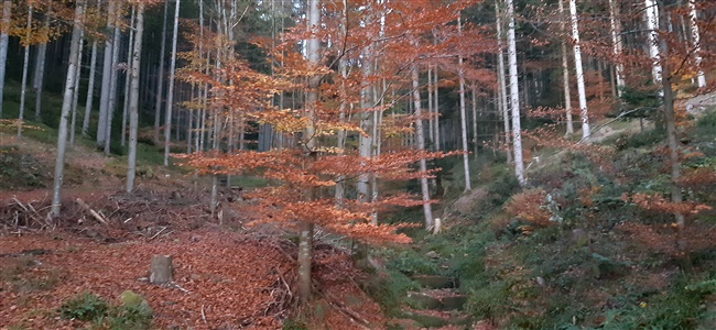 La Forêt Noire
